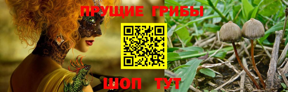 Галлюциногенные грибы Cubensis Боровичи